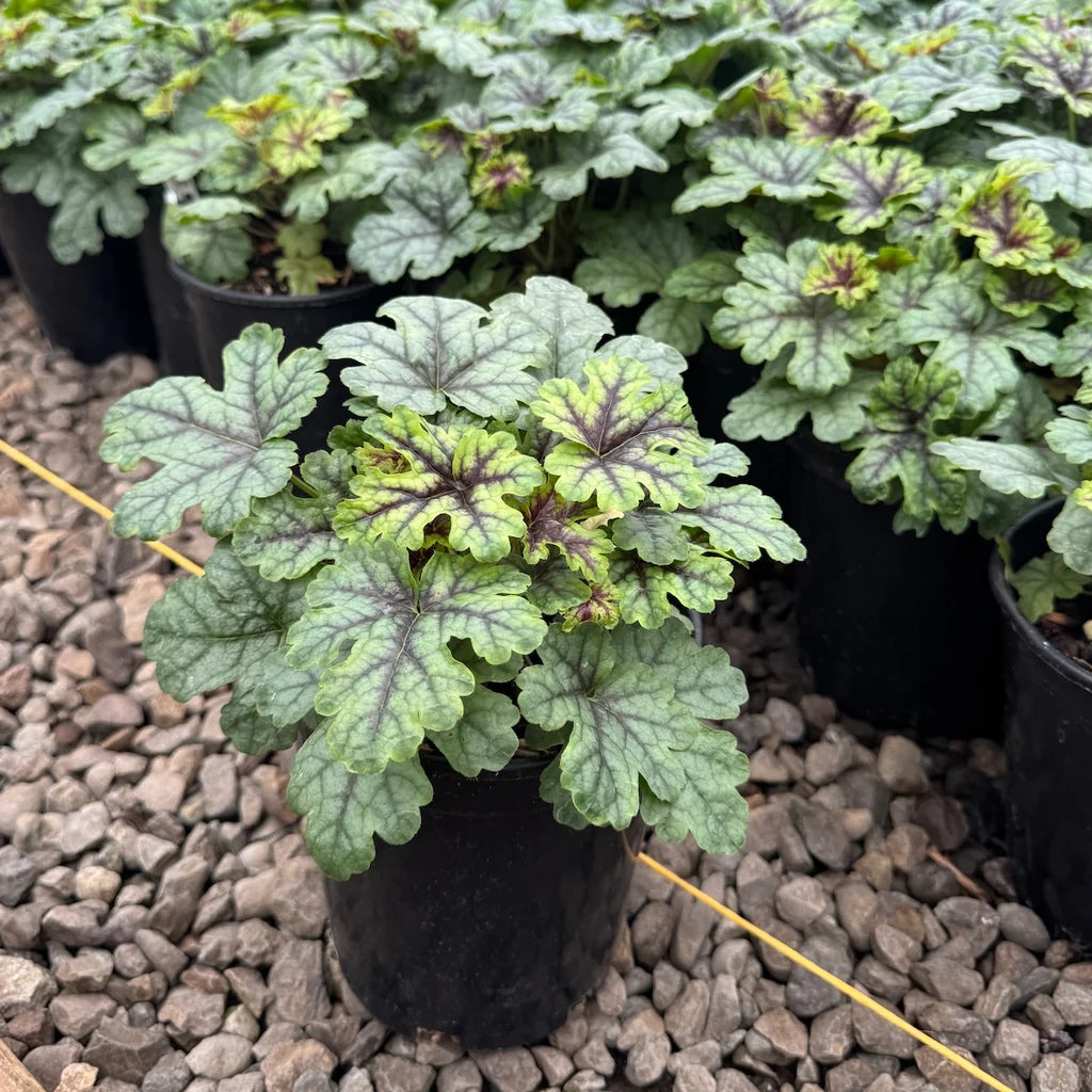 Heucherella 'Tapestry'