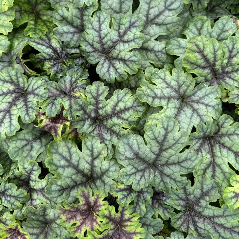 Heucherella 'Tapestry'