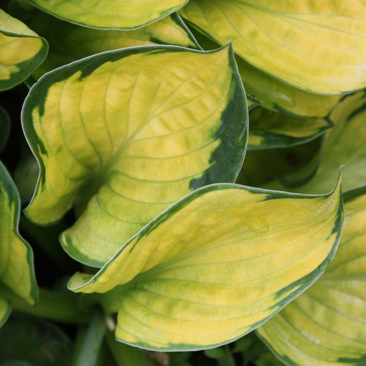 Hosta 'Rainforest Sunrise'