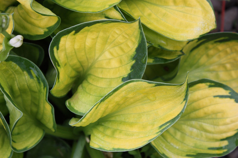 Hosta 'Rainforest Sunrise'