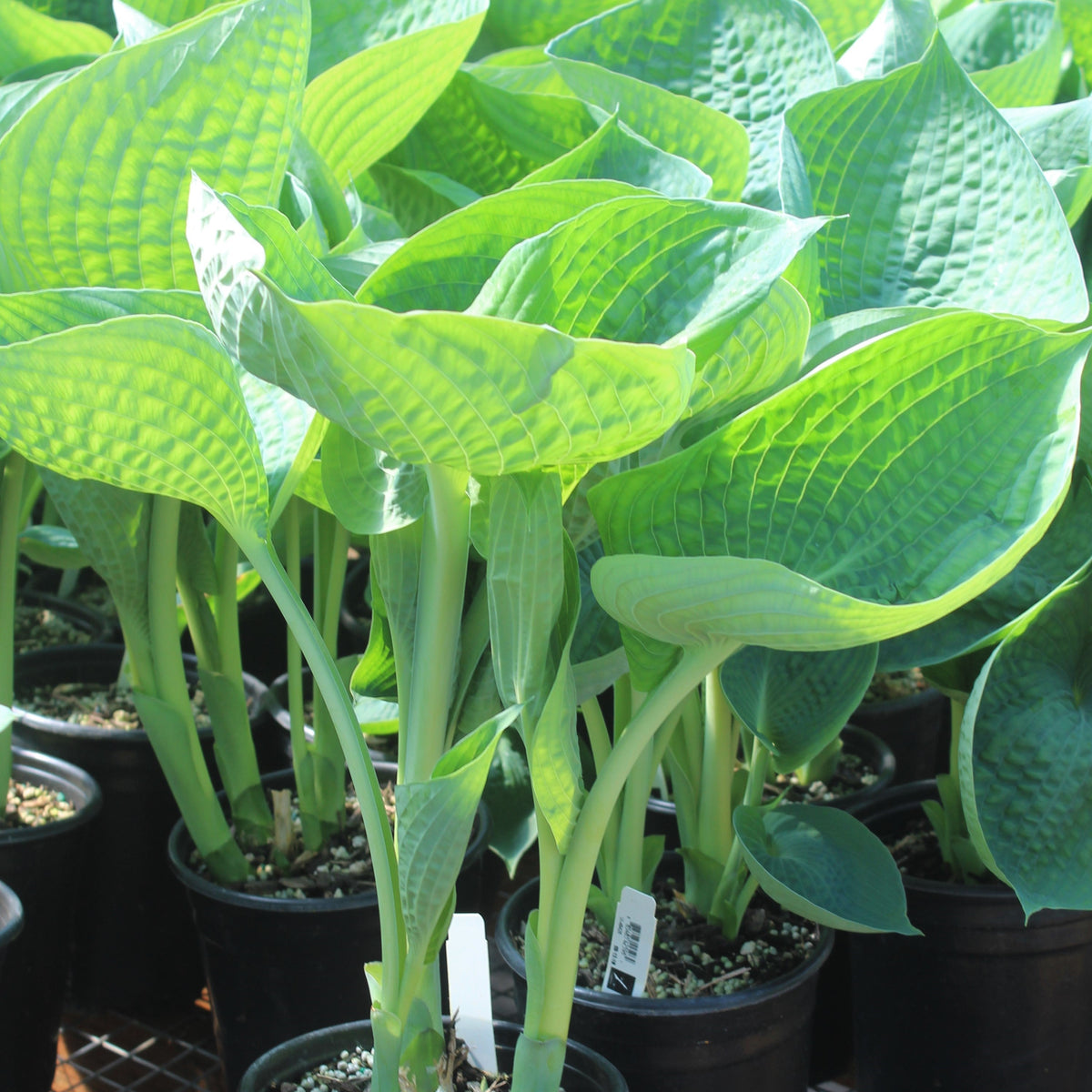 Hosta 'Abiqua Drinking Gourd'
