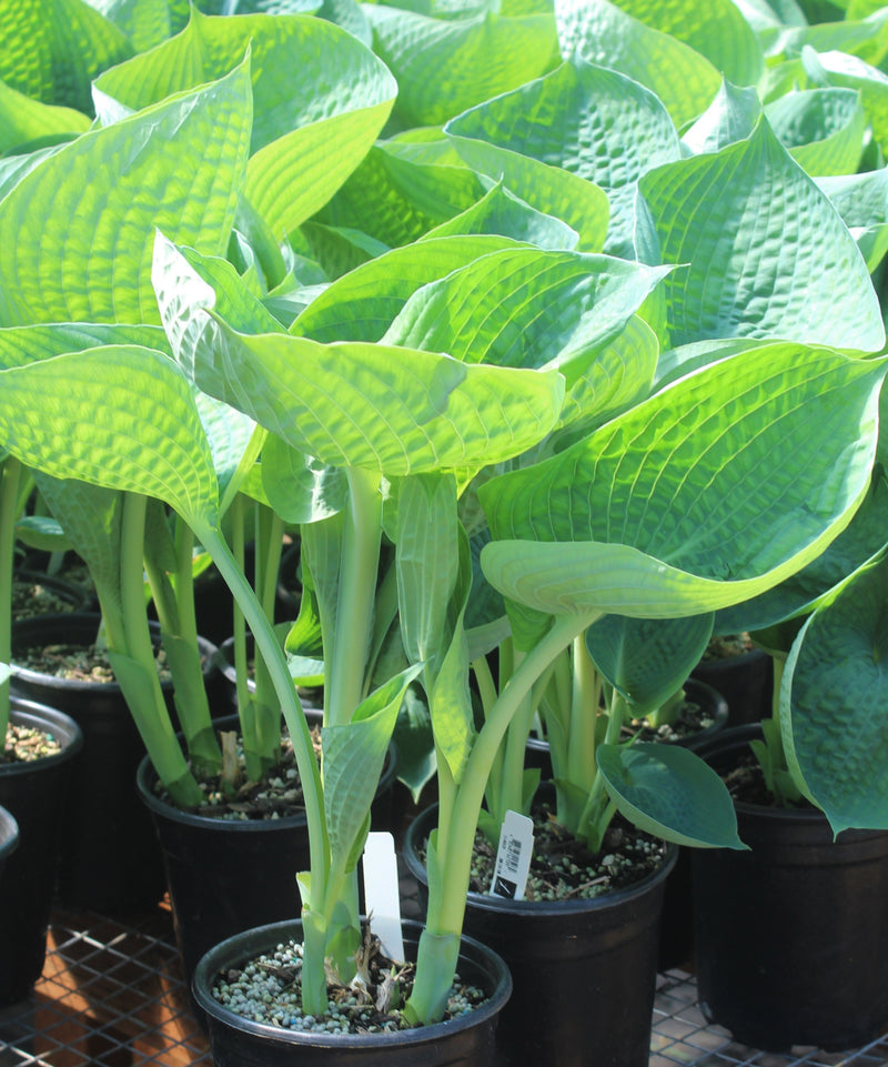 Hosta 'Abiqua Drinking Gourd'