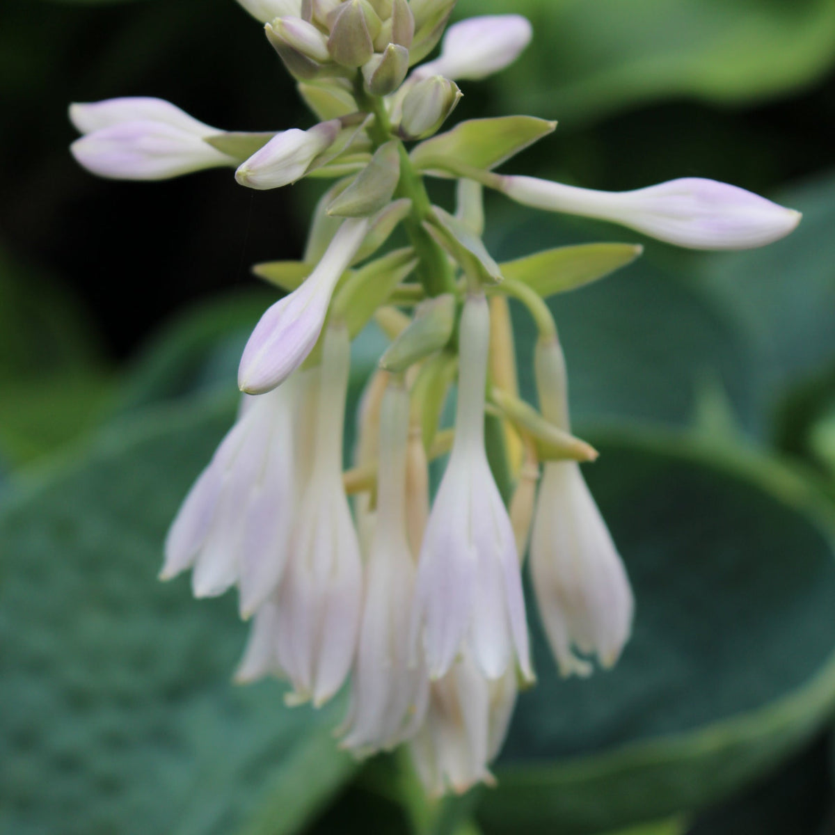 Hosta 'Abiqua Drinking Gourd'