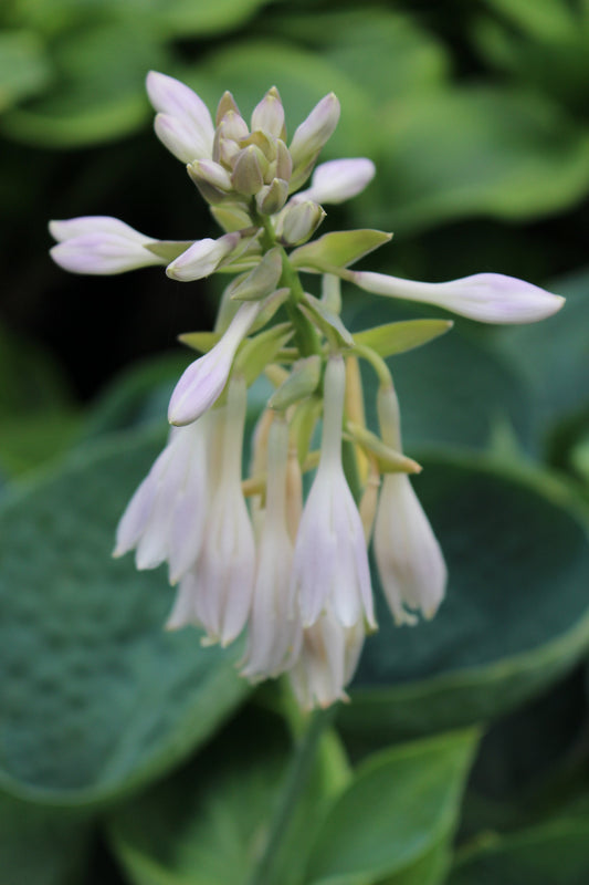 Hosta 'Abiqua Drinking Gourd'
