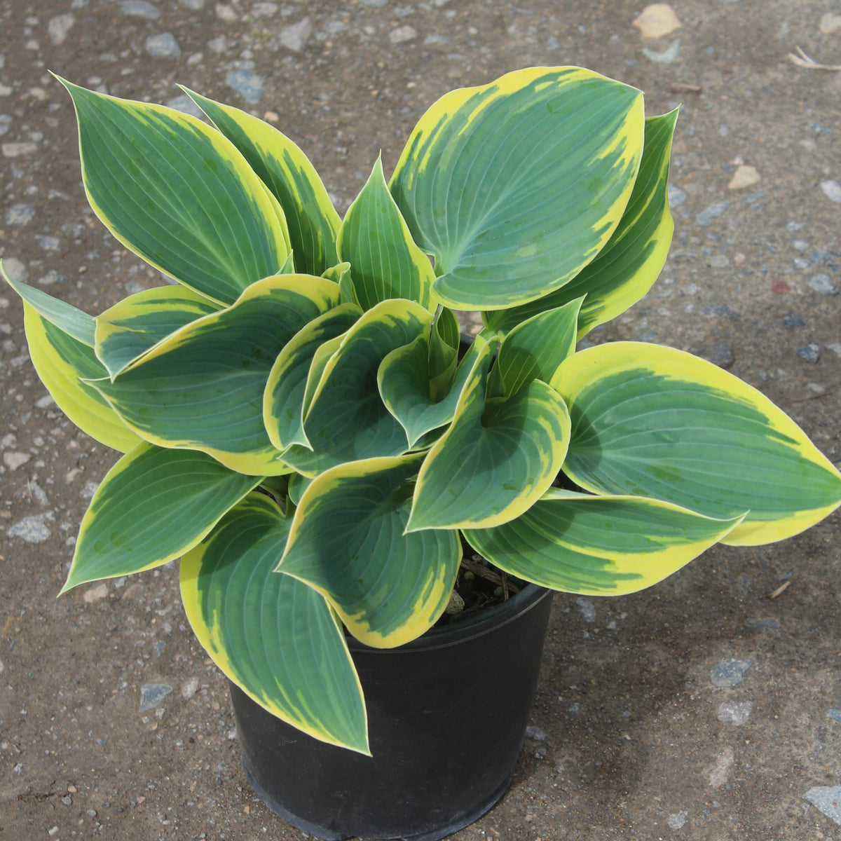 Hosta 'First Frost'