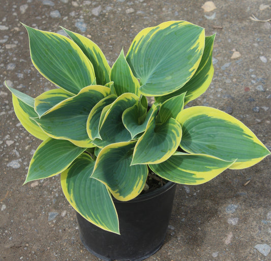 Hosta 'First Frost'