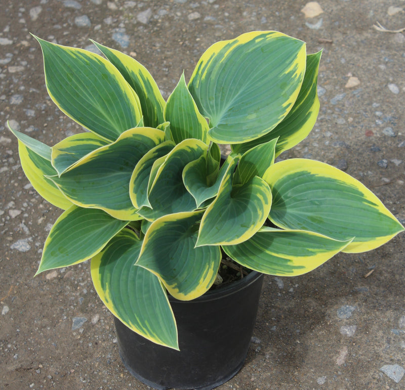 Hosta 'First Frost'