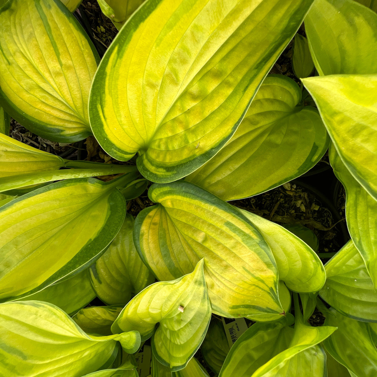Hosta x 'Stained Glass'