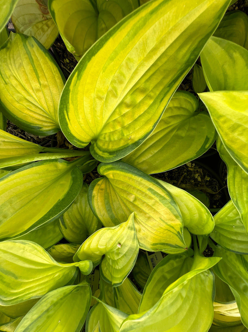 Hosta x 'Stained Glass'