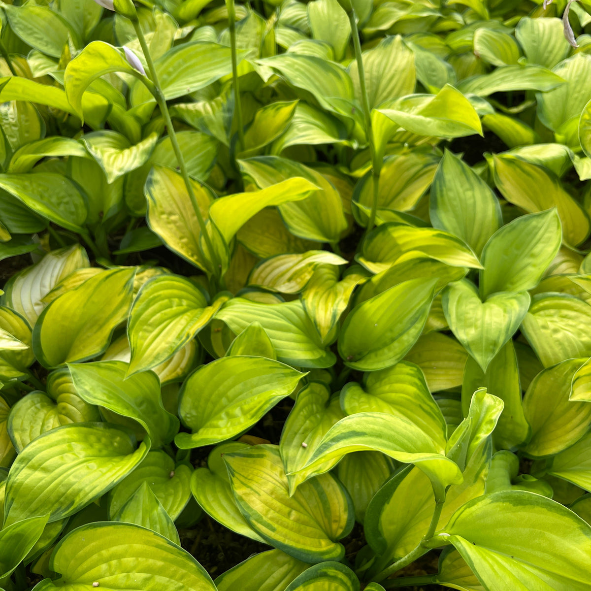 Hosta x 'Stained Glass'