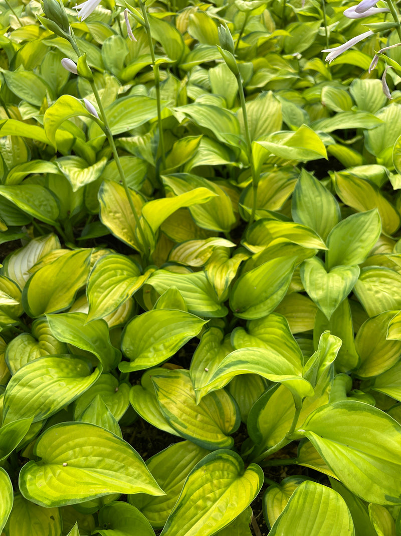 Hosta x 'Stained Glass'