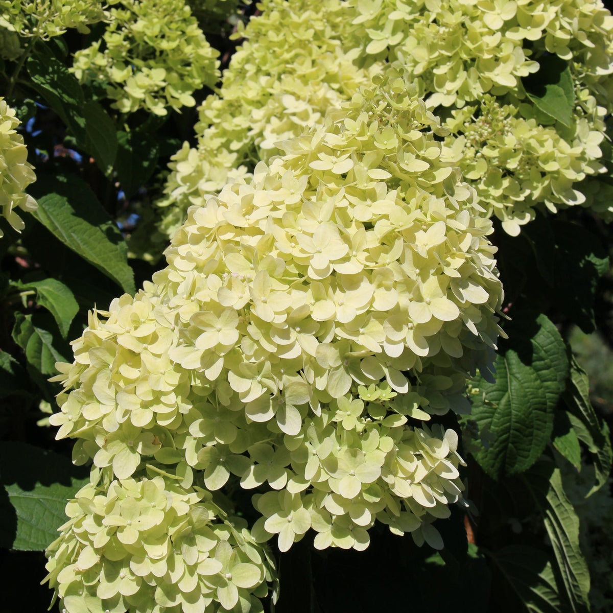 Hydrangea pan. 'Limelight' PW PP12874, Tree Form (pale green)