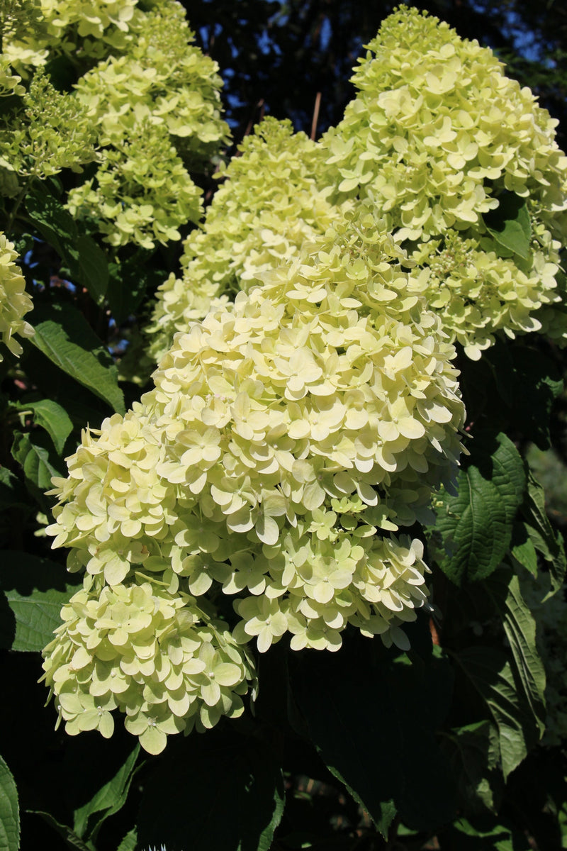 Hydrangea pan. 'Limelight' PW PP12874, Tree Form (pale green)