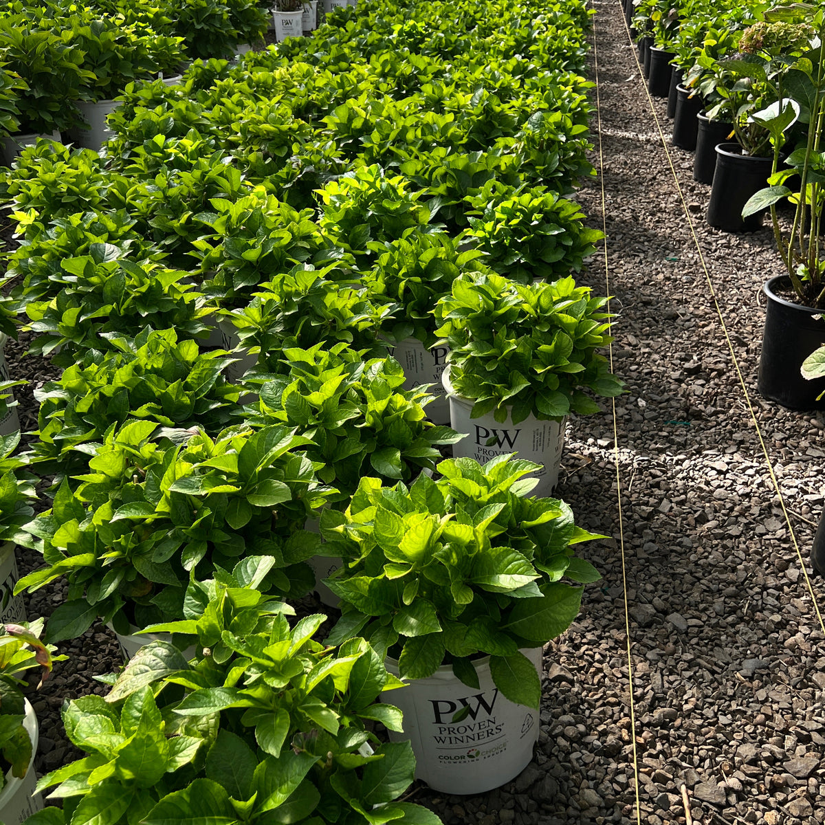 Hydrangea m. Cityline® Vienna PW PP10930 (pink)