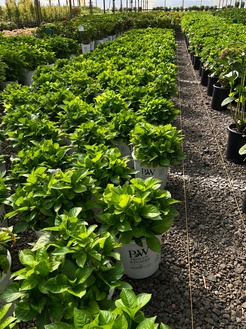 Hydrangea m. Cityline® Vienna PW PP10930 (pink)