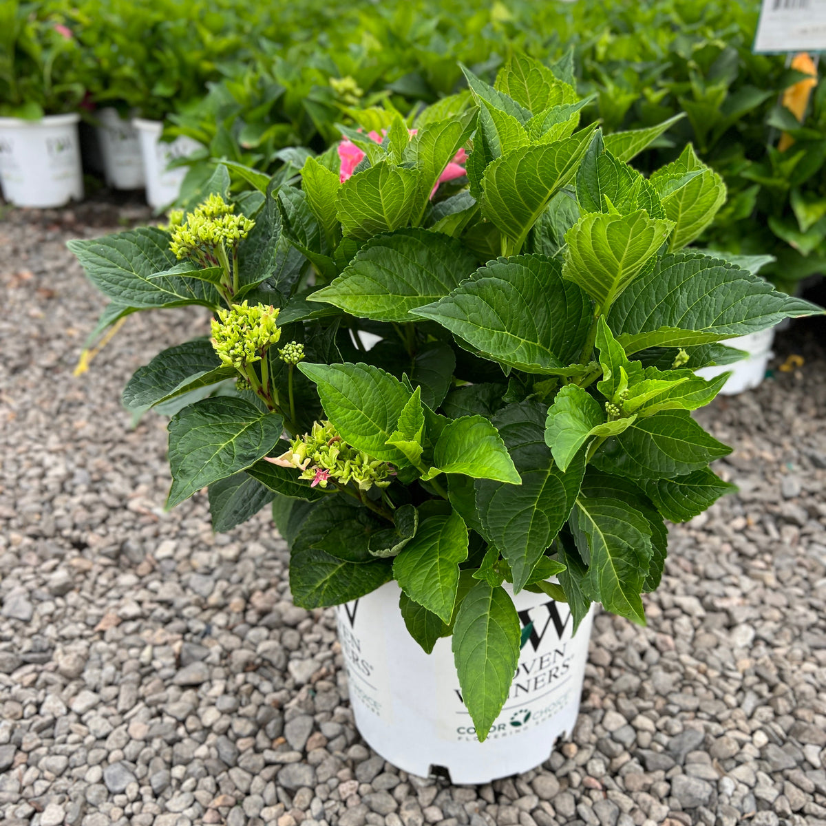 Hydrangea m. Cityline® Vienna PW PP10930 (pink)