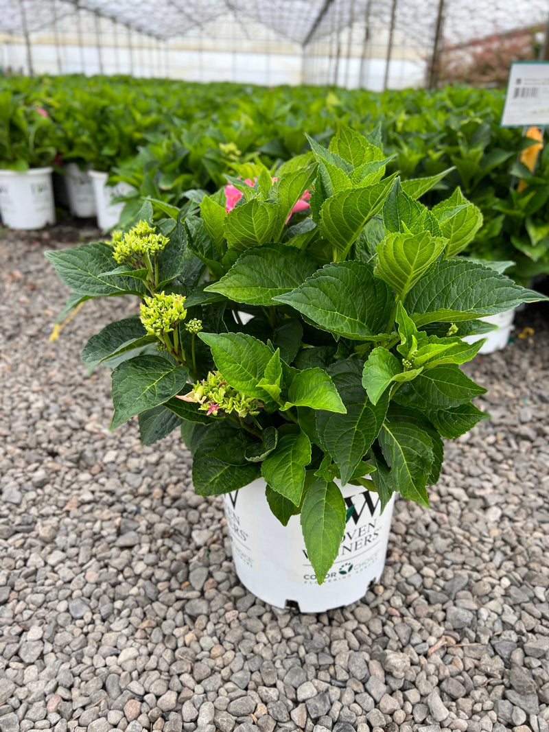 Hydrangea m. Cityline® Vienna PW PP10930 (pink)