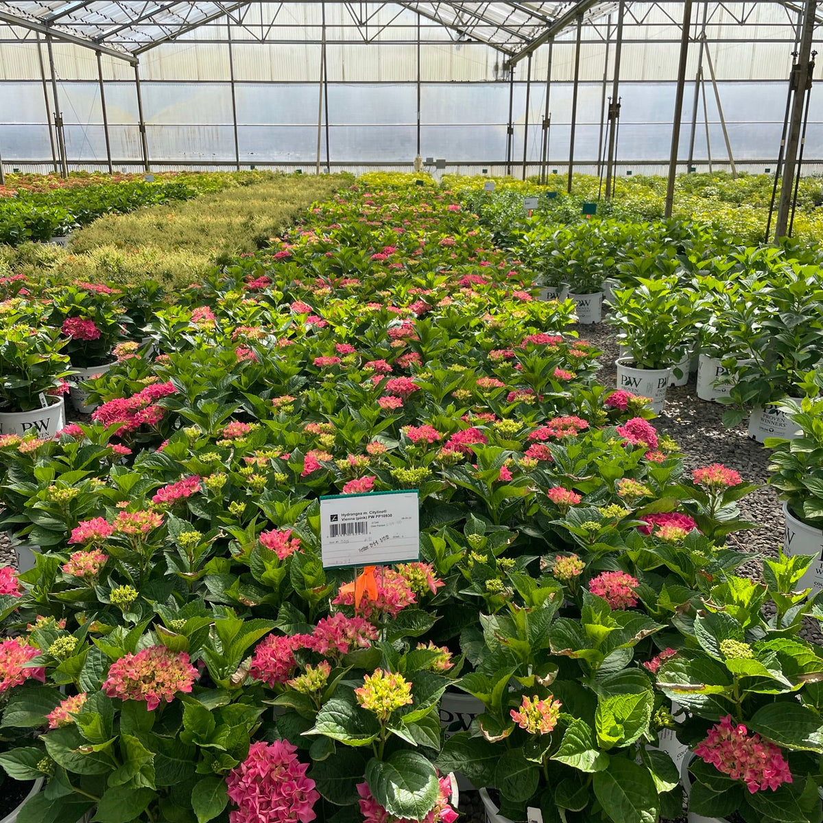 Hydrangea m. Cityline® Vienna PW PP10930 (pink)