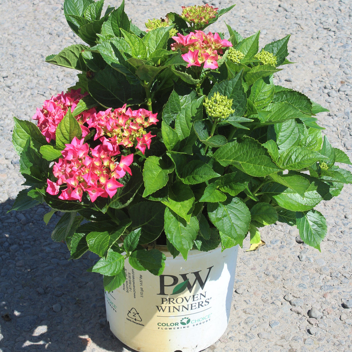 Hydrangea m. Cityline® Vienna PW PP10930 (pink)