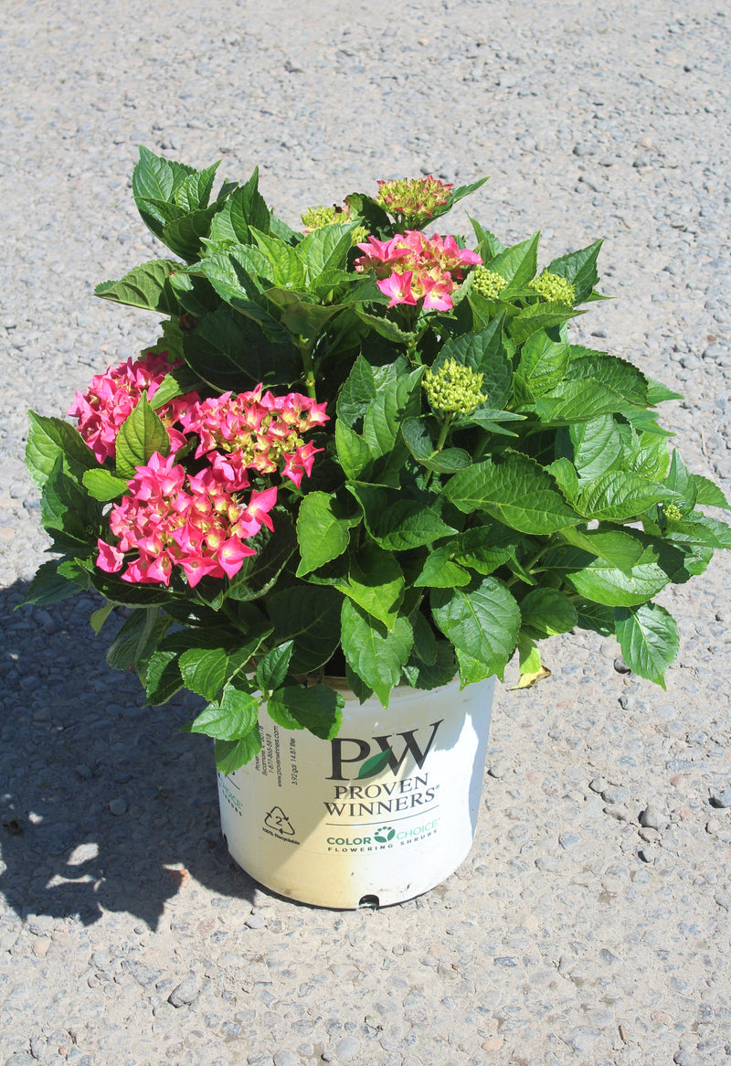 Hydrangea m. Cityline® Vienna PW PP10930 (pink)