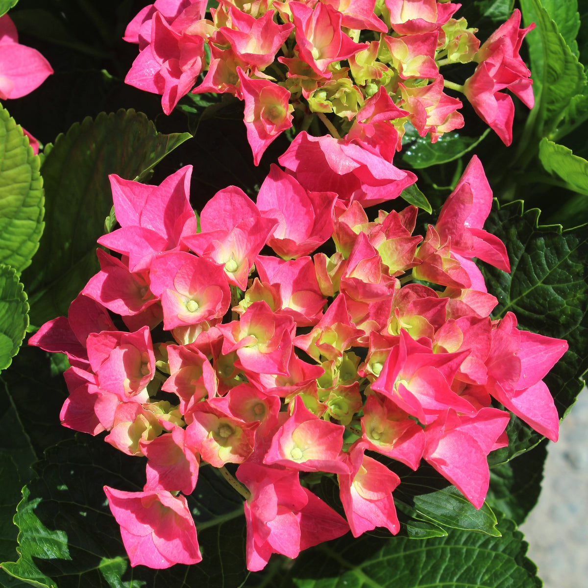Hydrangea m. Cityline® Vienna PW PP10930 (pink)