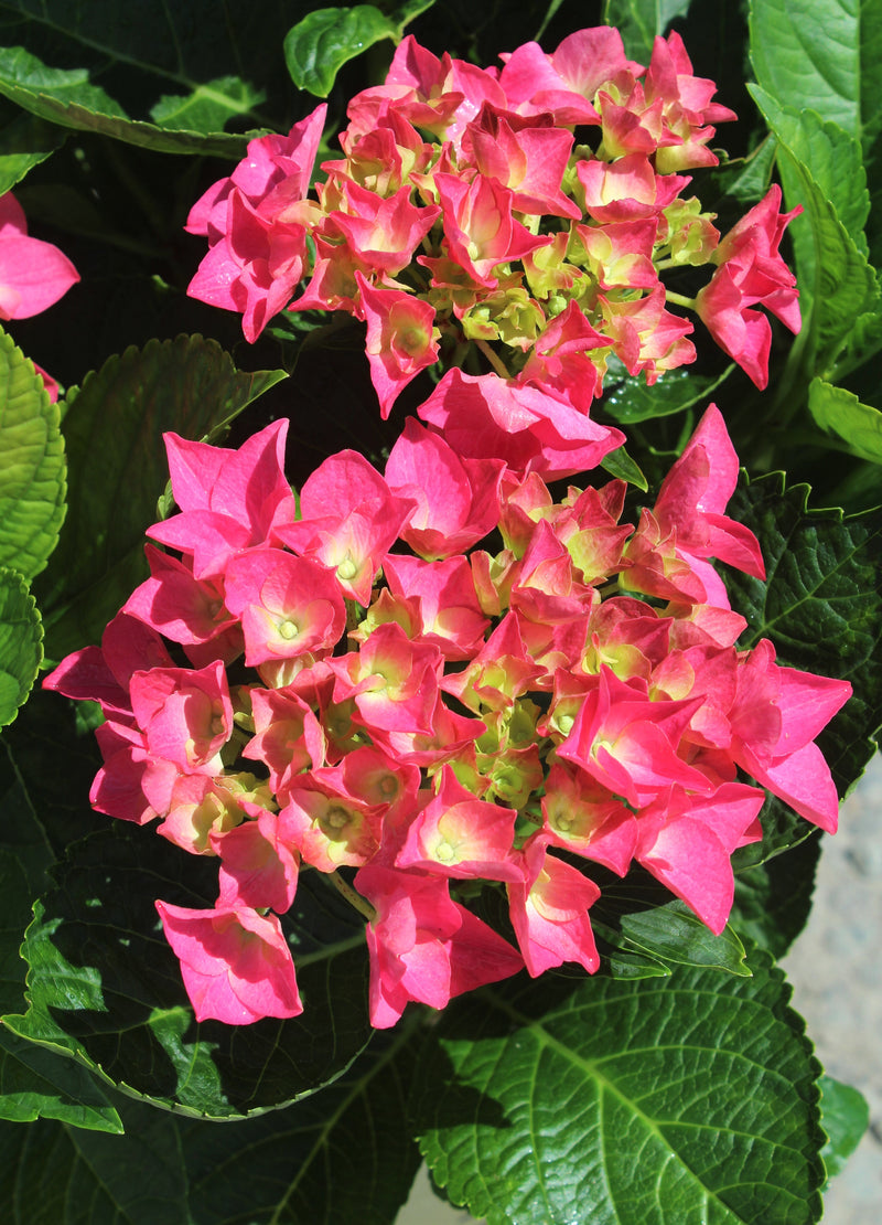 Hydrangea m. Cityline® Vienna PW PP10930 (pink)