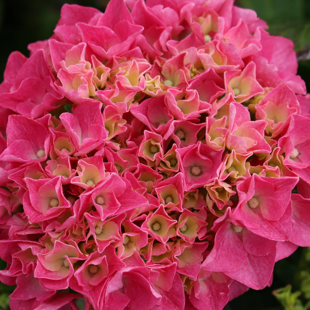 Hydrangea m. Cityline® Vienna PW PP10930 (pink)