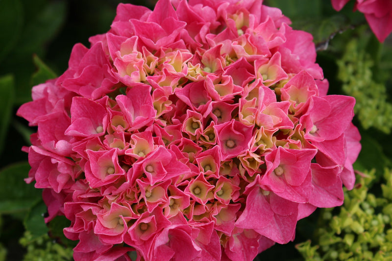 Hydrangea m. Cityline® Vienna PW PP10930 (pink)