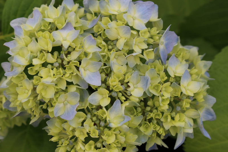 Hydrangea m. 'Nikko Blue' (blue)