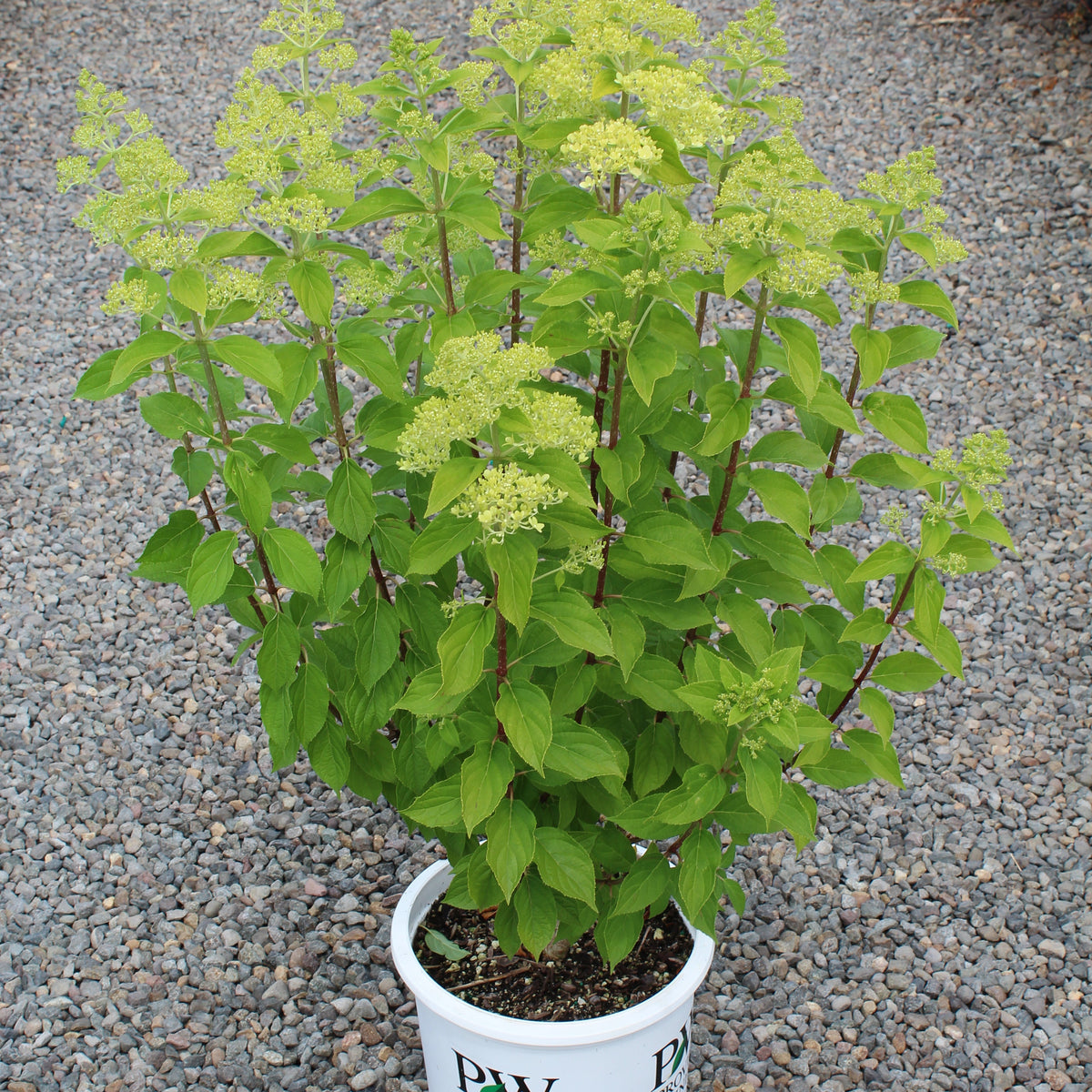 Hydrangea pan. 'Limelight' PW PP12874, Tree Form (pale green)