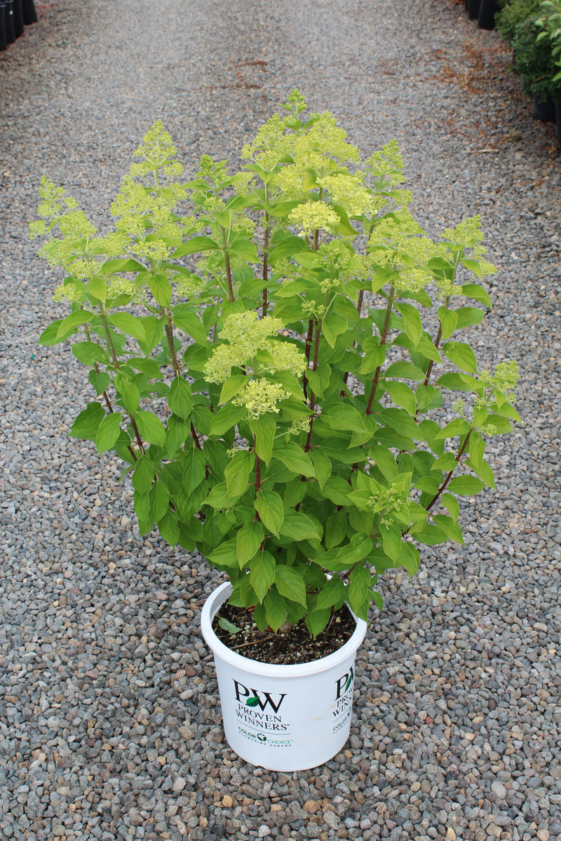 Hydrangea pan. 'Limelight' PW PP12874, Tree Form (pale green)