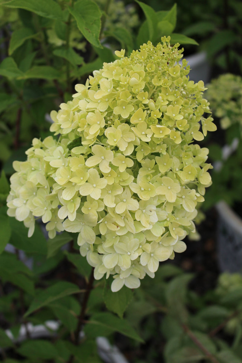 Hydrangea pan. 'Limelight' PW PP12874, Tree Form (pale green)