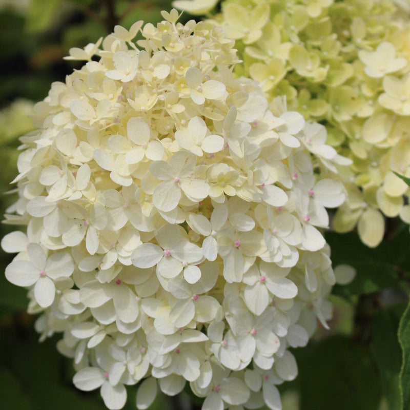 Hydrangea pan. 'Limelight' PW PP12874, Tree Form (pale green)