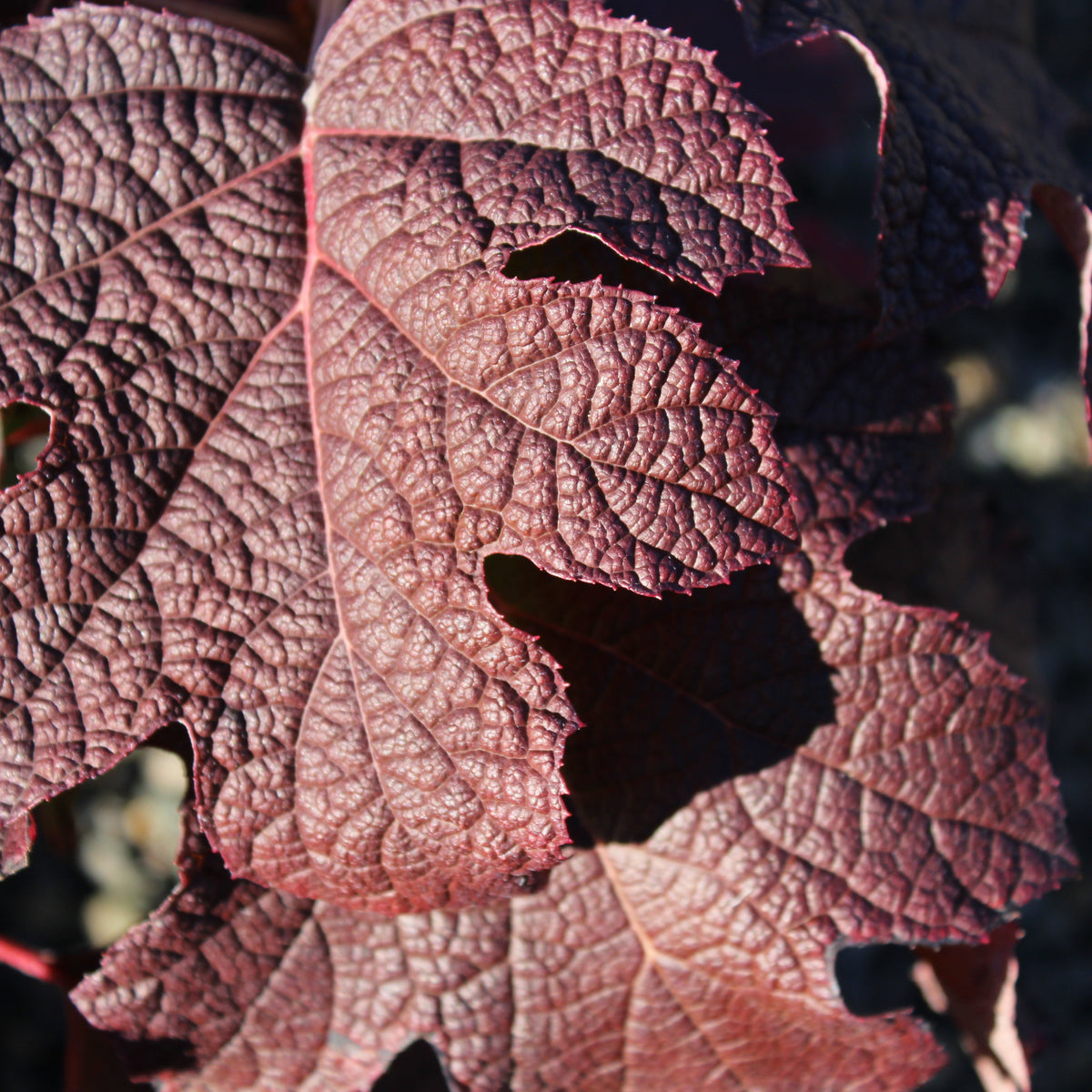 Hydrangea quercifolia 'Ruby Slippers'