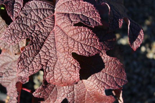 Hydrangea quercifolia 'Ruby Slippers'