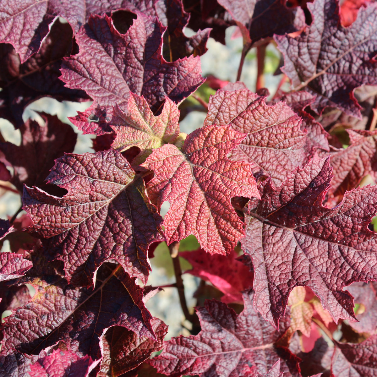 Hydrangea quercifolia 'Ruby Slippers'