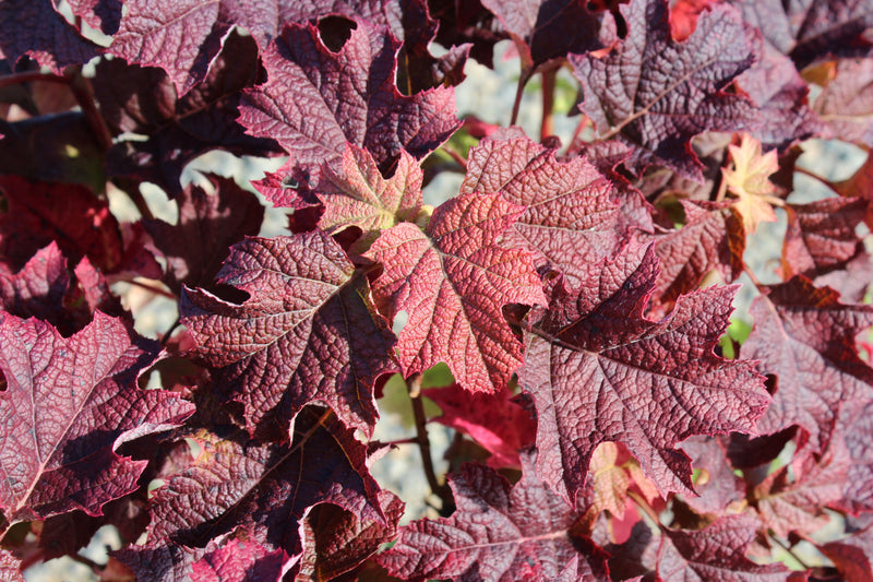 Hydrangea quercifolia 'Ruby Slippers'