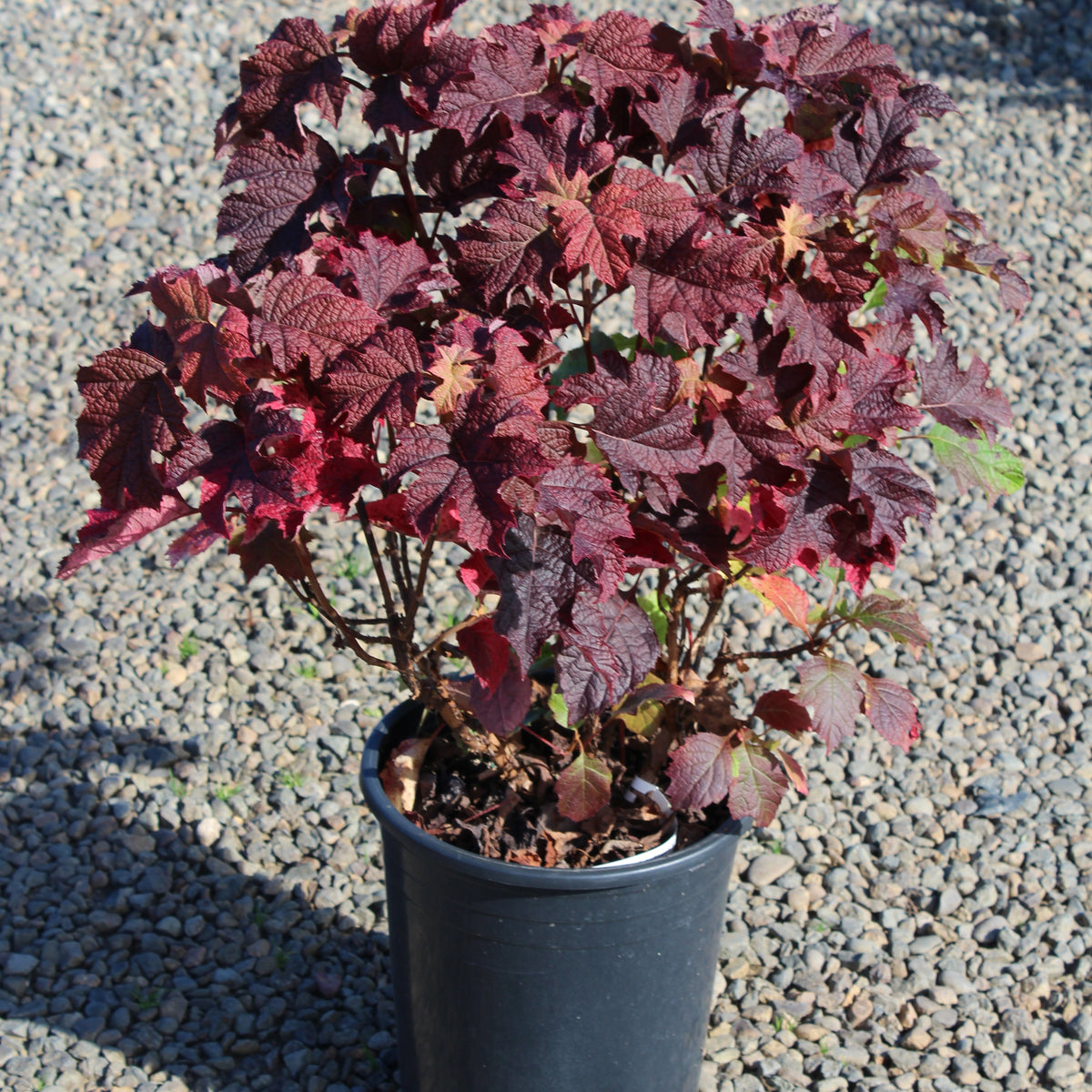 Hydrangea quercifolia 'Ruby Slippers'