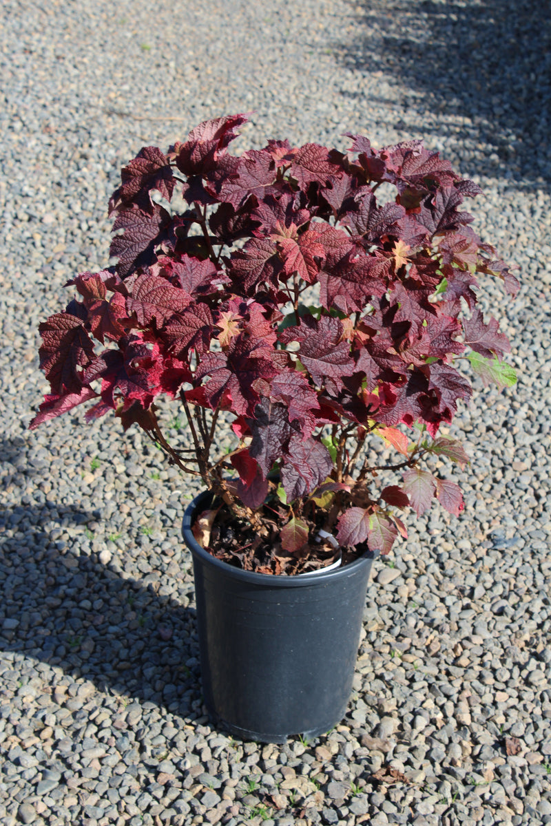 Hydrangea quercifolia 'Ruby Slippers'
