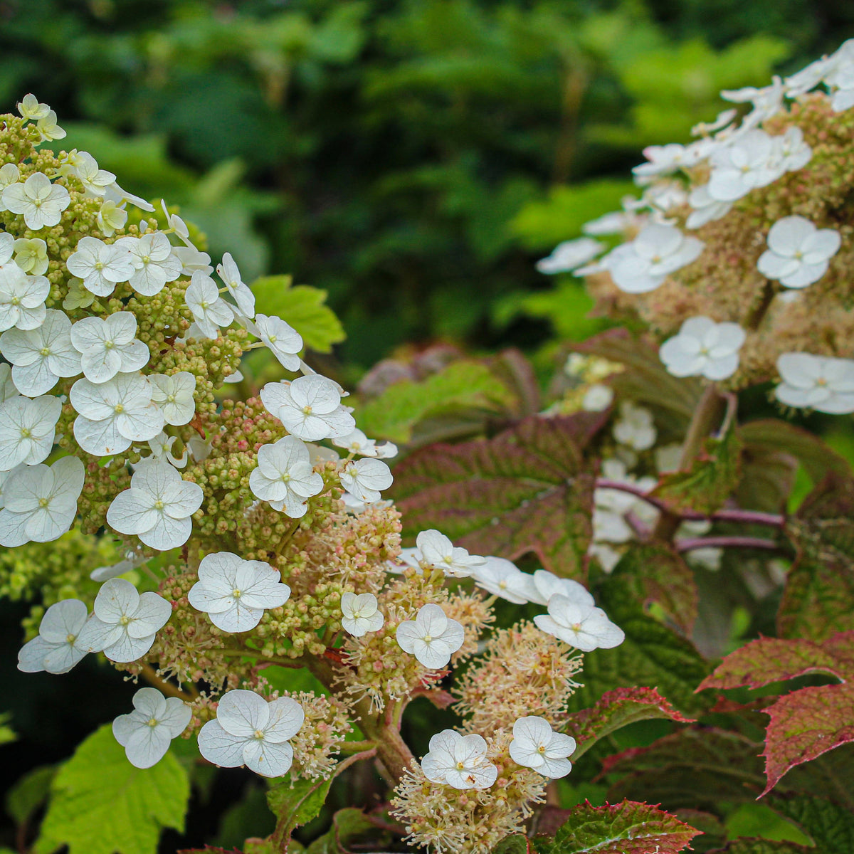 Hydrangea quercifolia 'Ruby Slippers'