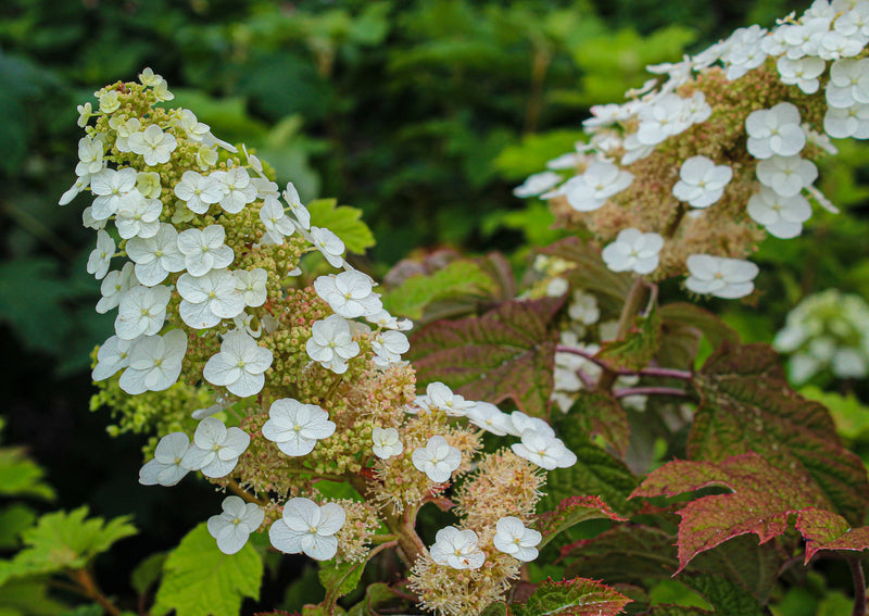 Hydrangea quercifolia 'Ruby Slippers'