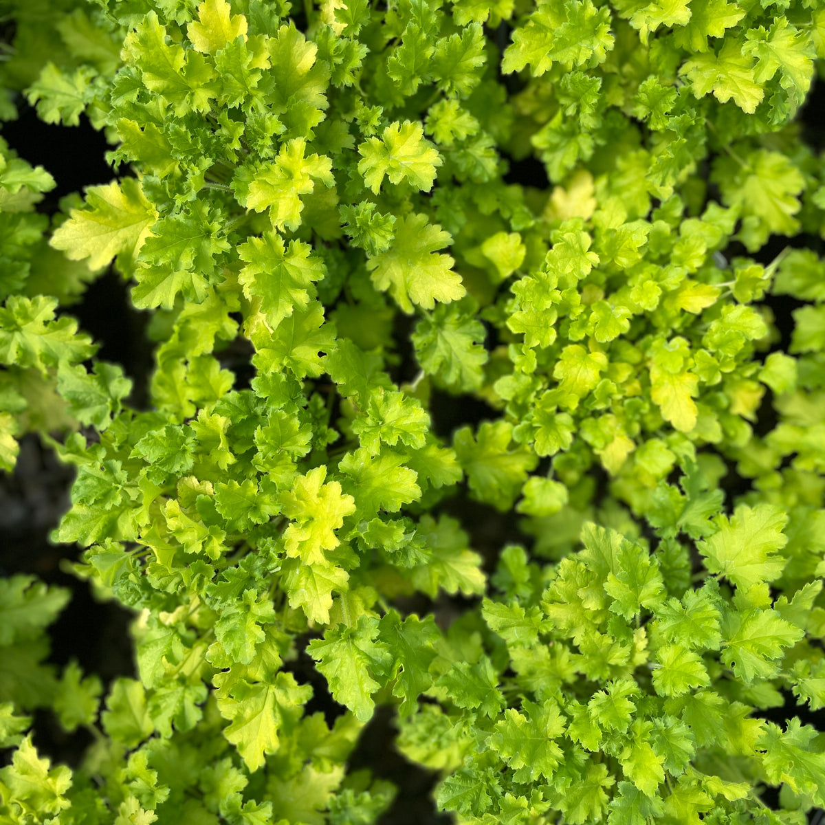Heuchera 'Winter Joy'