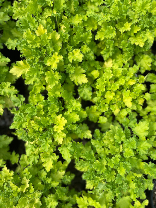 Heuchera 'Winter Joy'