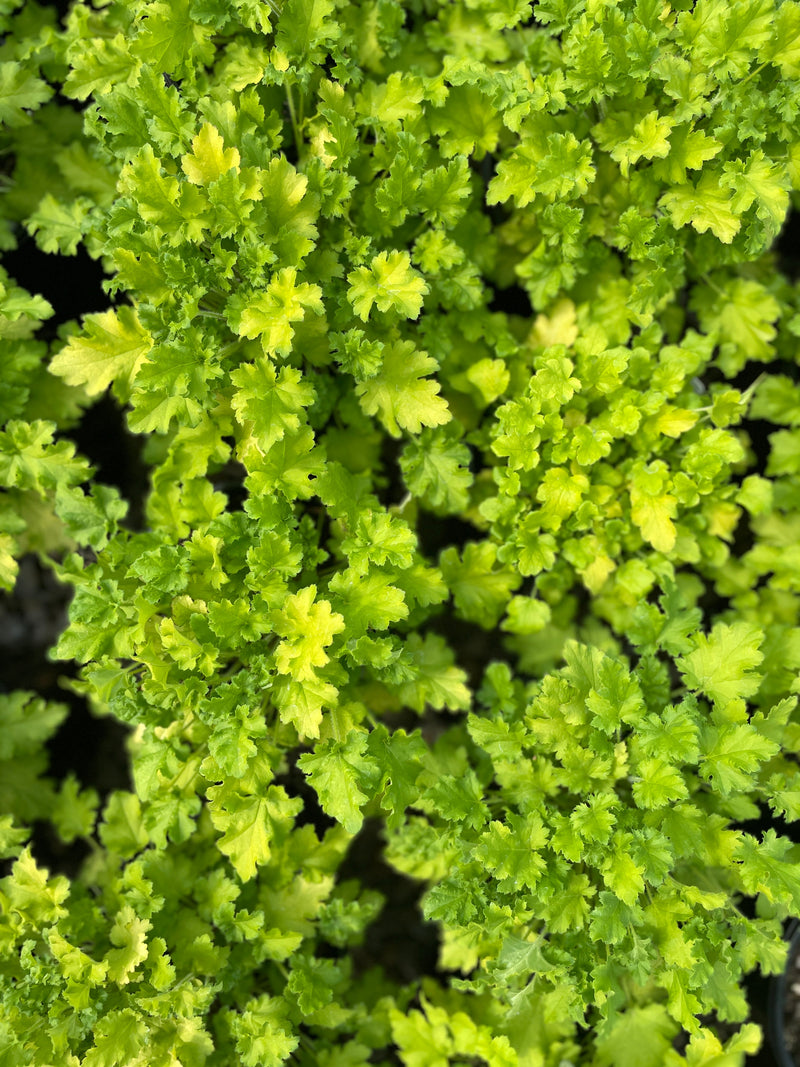 Heuchera 'Winter Joy'