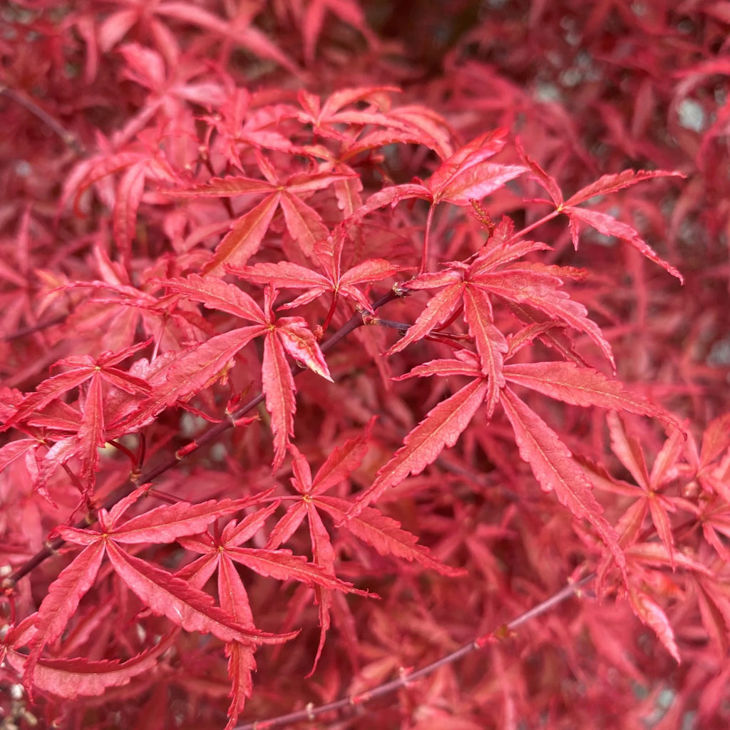 Acer pd. 'Beni shidare' (CG)