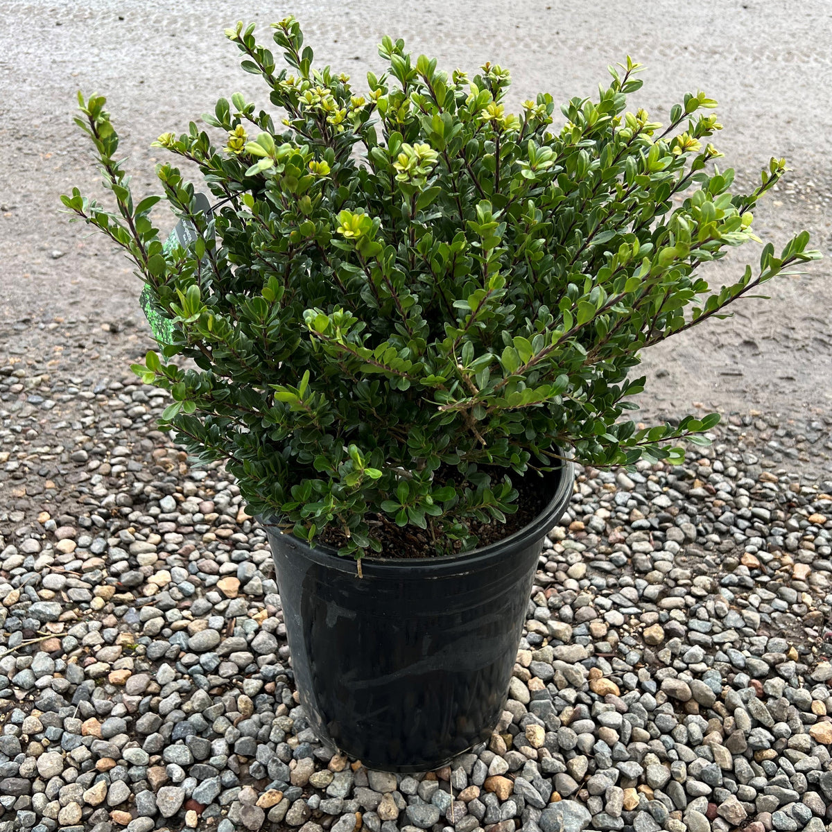 Ilex cr. 'Compacta'