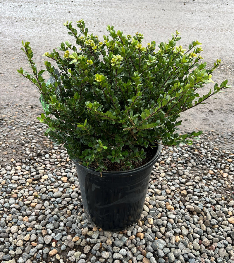 Ilex cr. 'Compacta'