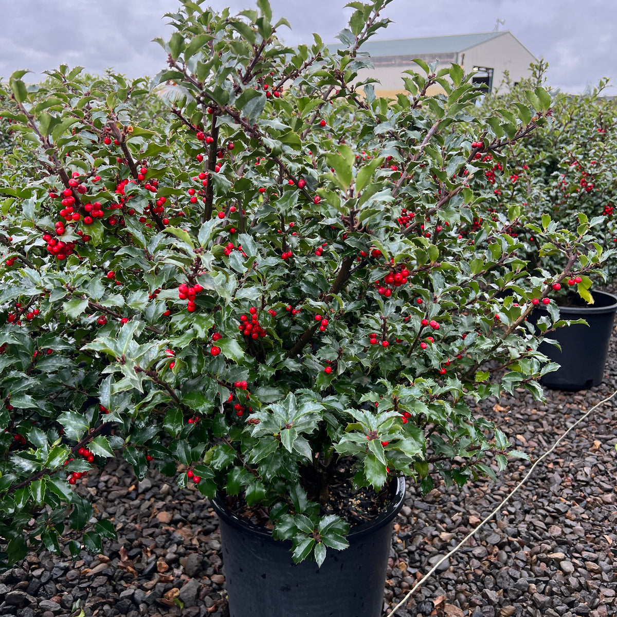 Ilex x meserveae 'Blue Princess'