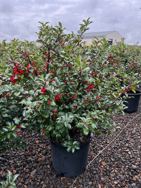 Ilex x meserveae 'Blue Princess'