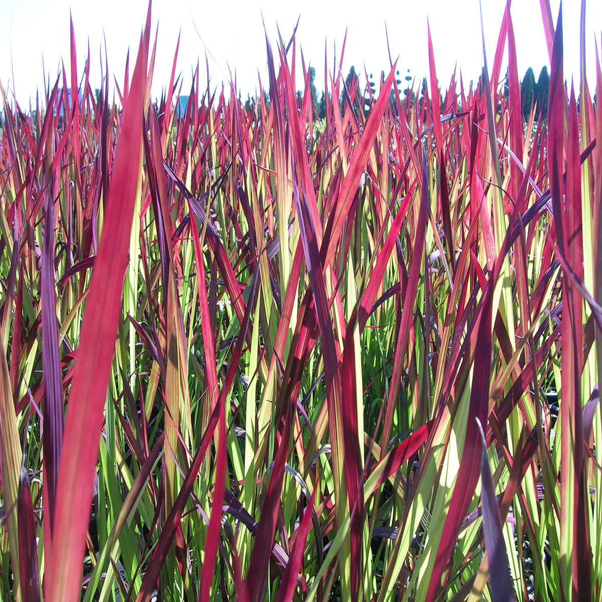 Grass, Imperata c. 'Rubra' ('Red Baron')